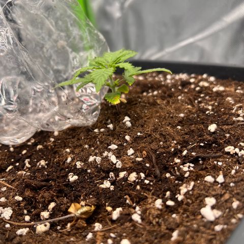 Mary mix pack fast bud growlog timeline photo