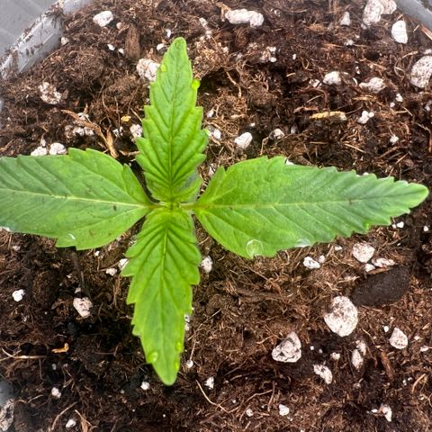 Mary mix pack fast bud growlog photo: Giorno 9