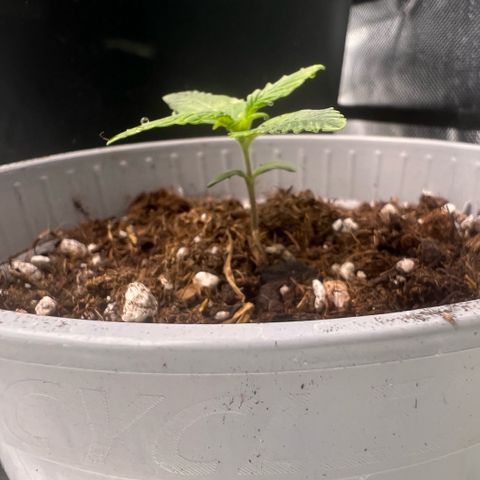 Mary mix pack fast bud growlog photo: Giorno 9