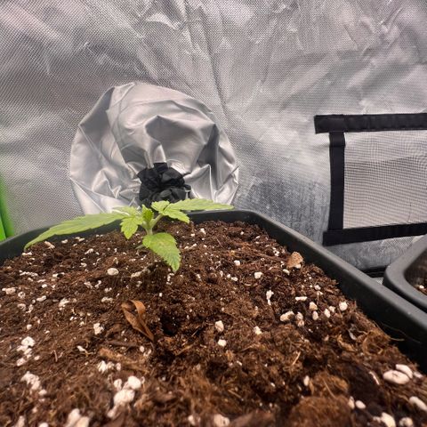 Mary mix pack fast bud growlog photo: Giorno 12