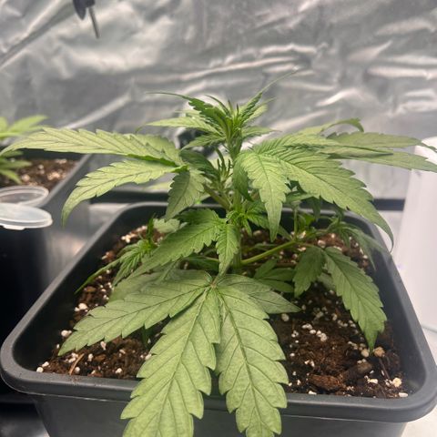  Jane fast bud sconosciuta growlog timeline photo