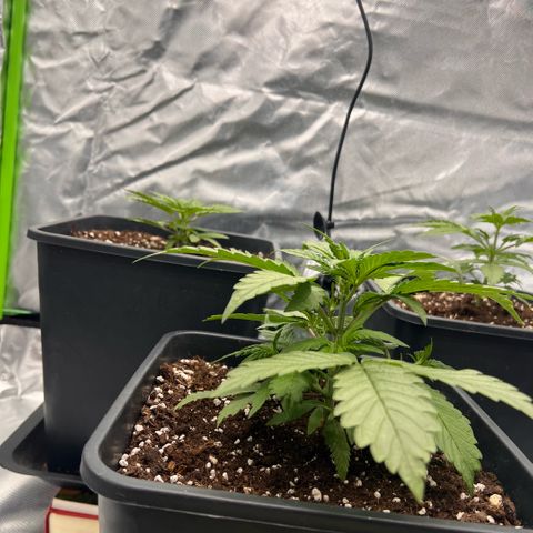  Jane fast bud sconosciuta growlog timeline photo