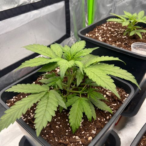  Jane fast bud sconosciuta growlog timeline photo