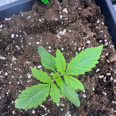 Ganja Fast bud Varietà sconosciuta  growlog timeline photo