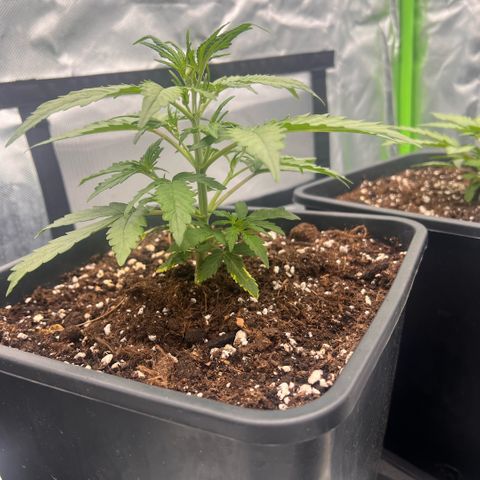 Ganja Fast bud Varietà sconosciuta  growlog timeline photo