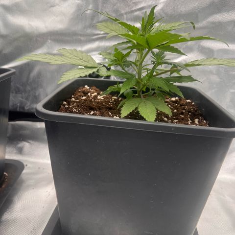 Ganja Fast bud Varietà sconosciuta  growlog timeline photo