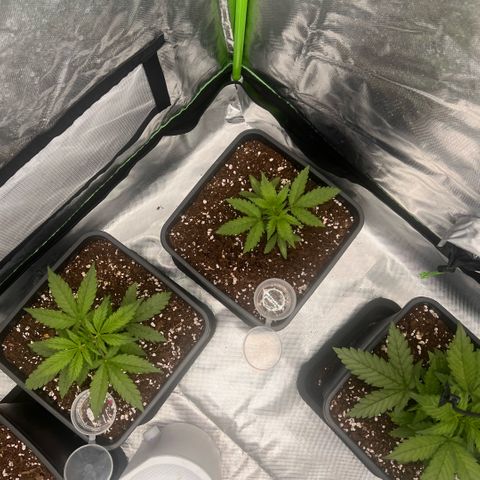 Ganja Fast bud Varietà sconosciuta  growlog timeline photo