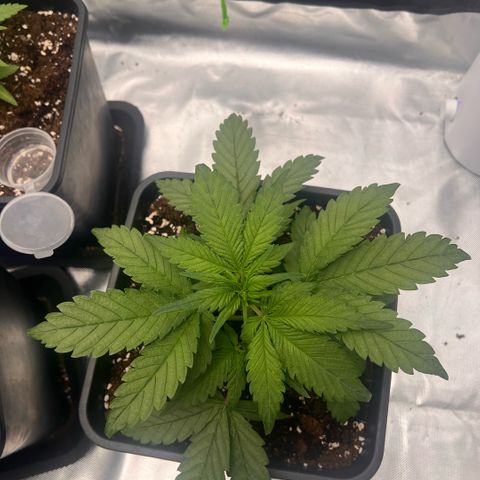 Ganja Fast bud Varietà sconosciuta  growlog timeline photo