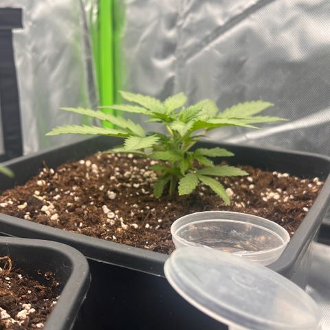 Ganja Fast bud Varietà sconosciuta  growlog timeline photo