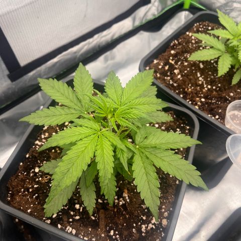 Ganja Fast bud Varietà sconosciuta  growlog photo: Giorno 25