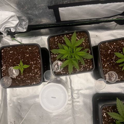 Ganja Fast bud Varietà sconosciuta  growlog timeline photo