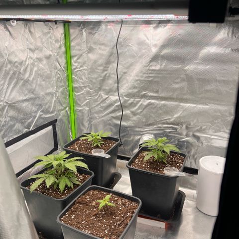 Ganja Fast bud Varietà sconosciuta  growlog timeline photo