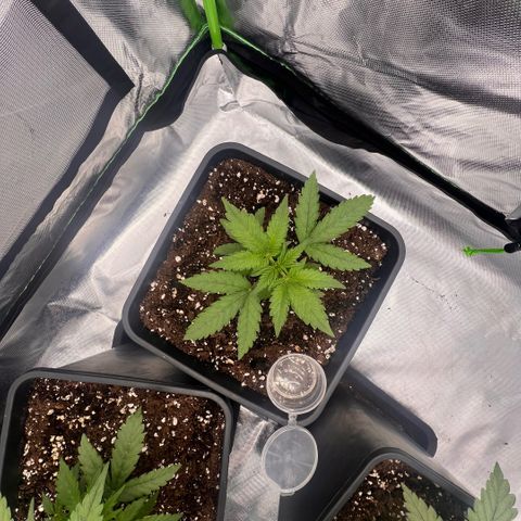 Ganja Fast bud Varietà sconosciuta  growlog timeline photo