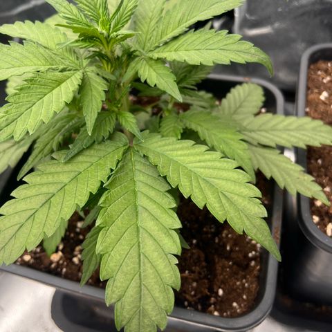  Jane fast bud sconosciuta growlog photo: Giorno 27