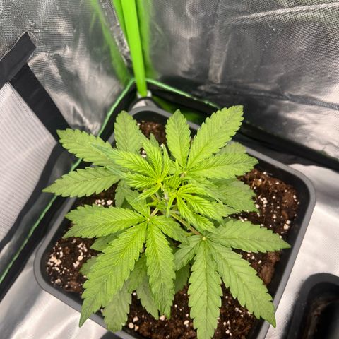  Jane fast bud sconosciuta growlog photo: Giorno 27