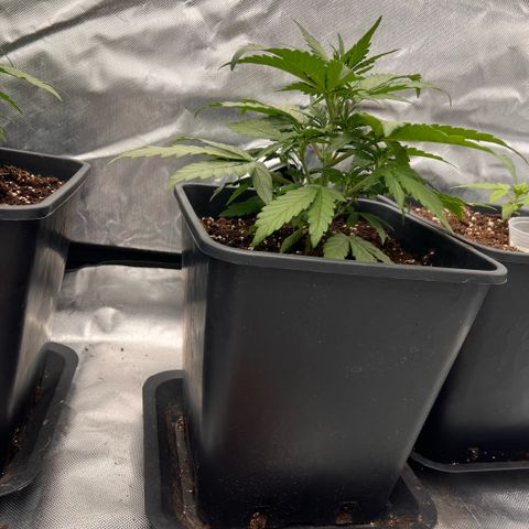  Jane fast bud sconosciuta growlog photo: Giorno 27