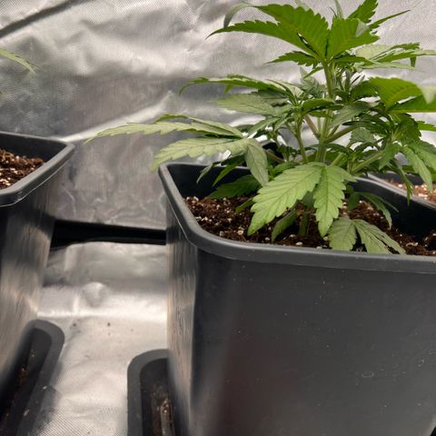  Jane fast bud sconosciuta growlog photo: Giorno 27