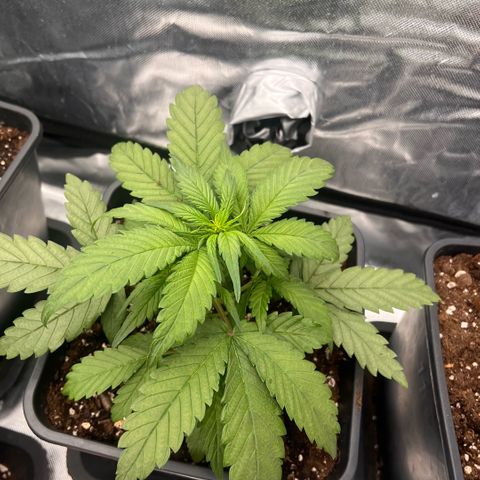  Jane fast bud sconosciuta growlog photo: Giorno 27