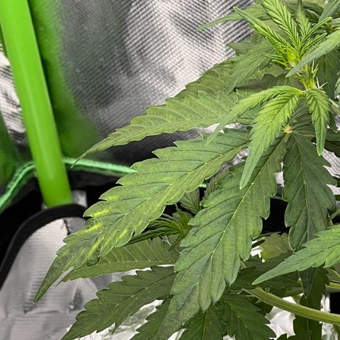  Jane fast bud sconosciuta growlog timeline photo