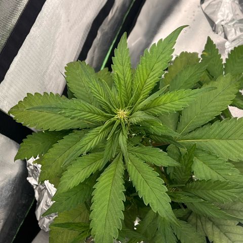  Jane fast bud sconosciuta growlog timeline photo