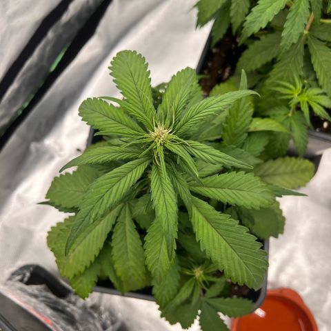  Jane fast bud sconosciuta growlog timeline photo