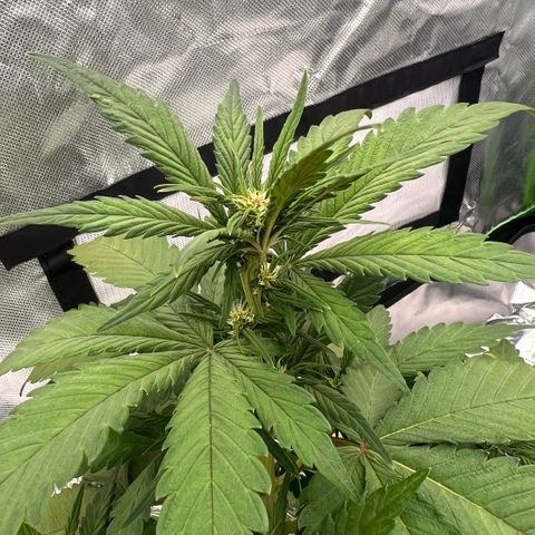  Jane fast bud sconosciuta growlog timeline photo
