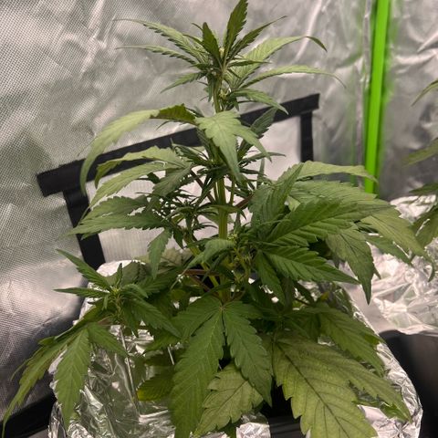  Jane fast bud sconosciuta growlog timeline photo