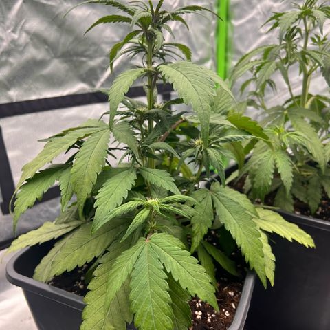  Jane fast bud sconosciuta growlog timeline photo