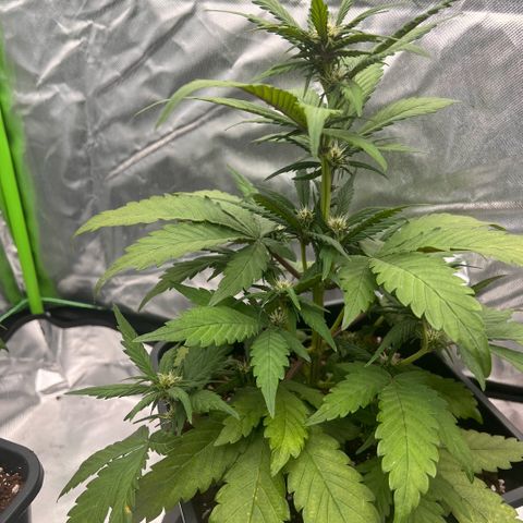  Jane fast bud sconosciuta growlog timeline photo