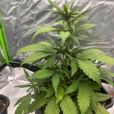  Jane fast bud sconosciuta growlog timeline photo
