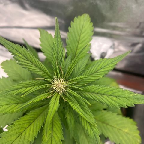  Jane fast bud sconosciuta growlog timeline photo