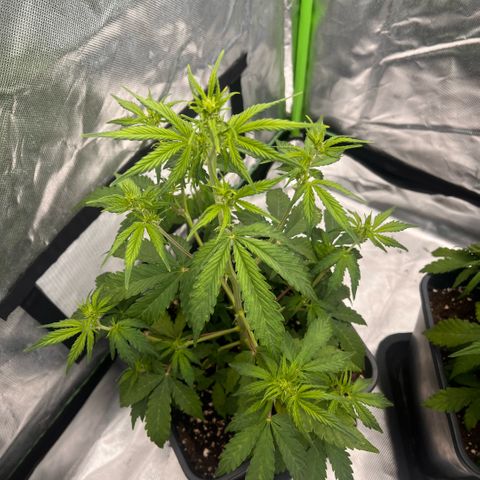 Ganja Fast bud Varietà sconosciuta  growlog timeline photo