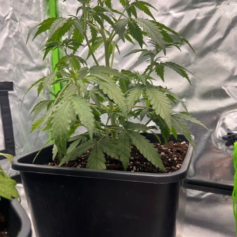 Ganja Fast bud Varietà sconosciuta  growlog timeline photo