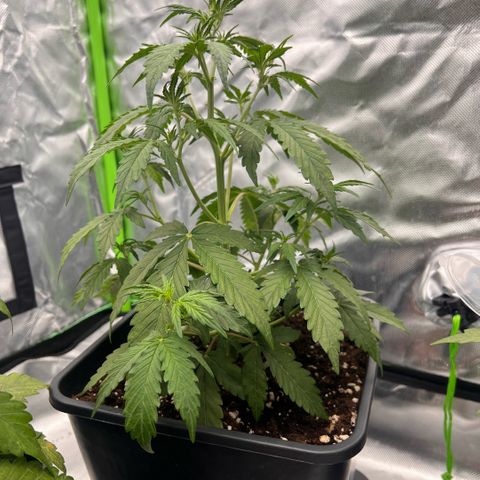 Ganja Fast bud Varietà sconosciuta  growlog timeline photo