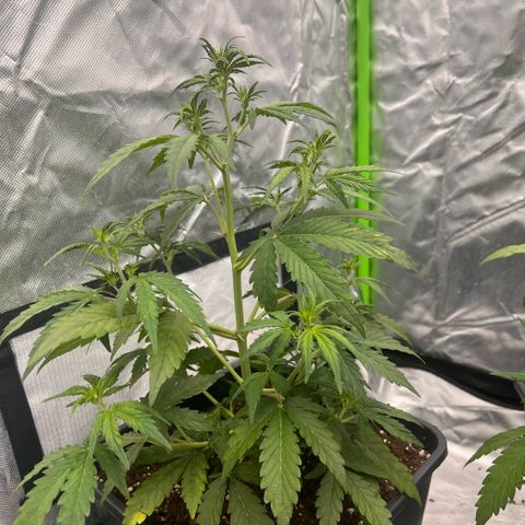 Ganja Fast bud Varietà sconosciuta  growlog timeline photo