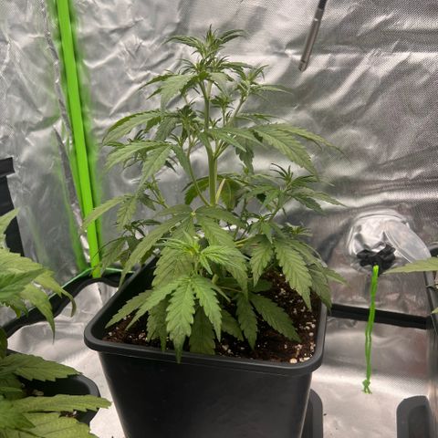 Ganja Fast bud Varietà sconosciuta  growlog timeline photo