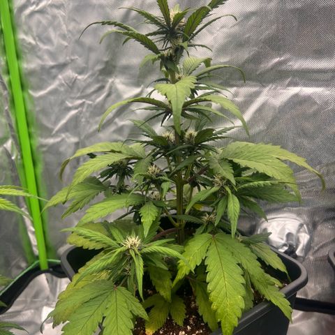  Jane fast bud sconosciuta growlog timeline photo