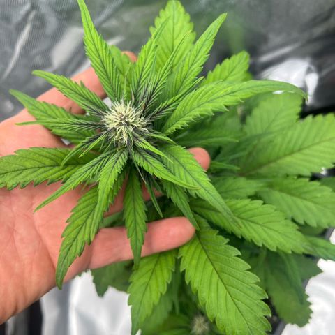  Jane fast bud sconosciuta growlog timeline photo
