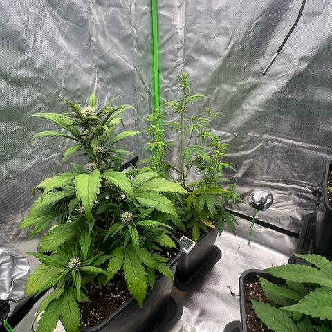  Jane fast bud sconosciuta growlog timeline photo