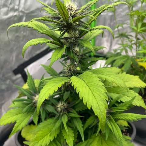  Jane fast bud sconosciuta growlog timeline photo