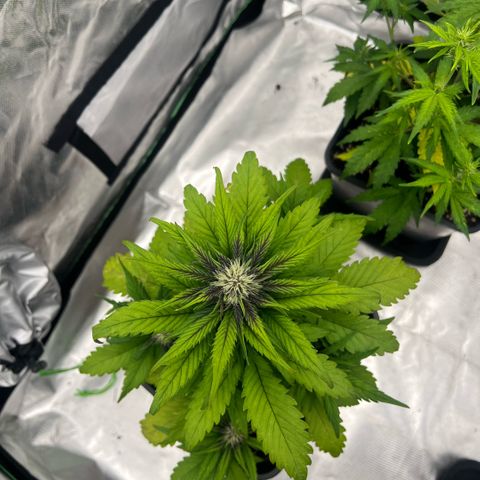  Jane fast bud sconosciuta growlog timeline photo