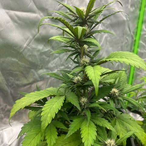  Jane fast bud sconosciuta growlog timeline photo