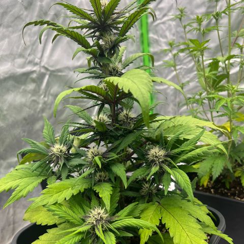  Jane fast bud sconosciuta growlog timeline photo
