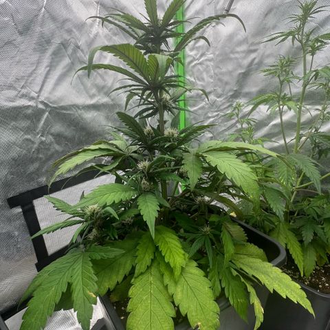  Jane fast bud sconosciuta growlog timeline photo