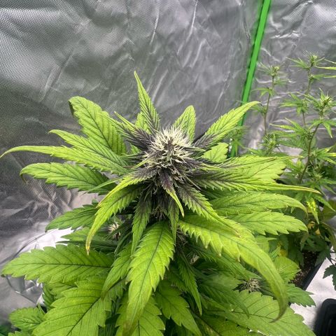  Jane fast bud sconosciuta growlog timeline photo