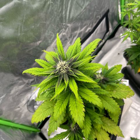  Jane fast bud sconosciuta growlog timeline photo