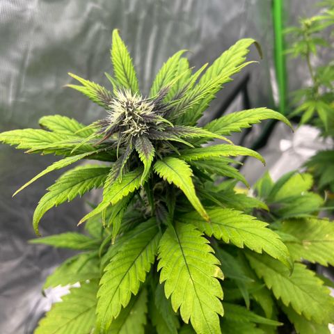  Jane fast bud sconosciuta growlog timeline photo