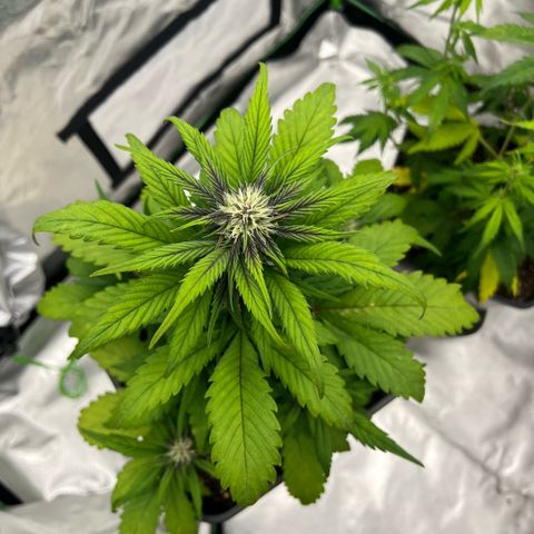  Jane fast bud sconosciuta growlog timeline photo