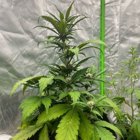  Jane fast bud sconosciuta growlog timeline photo