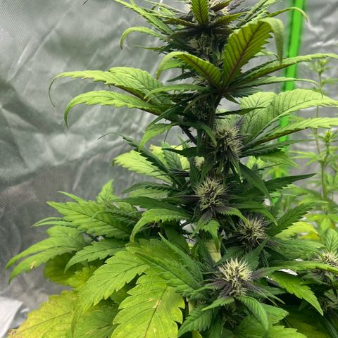  Jane fast bud sconosciuta growlog timeline photo